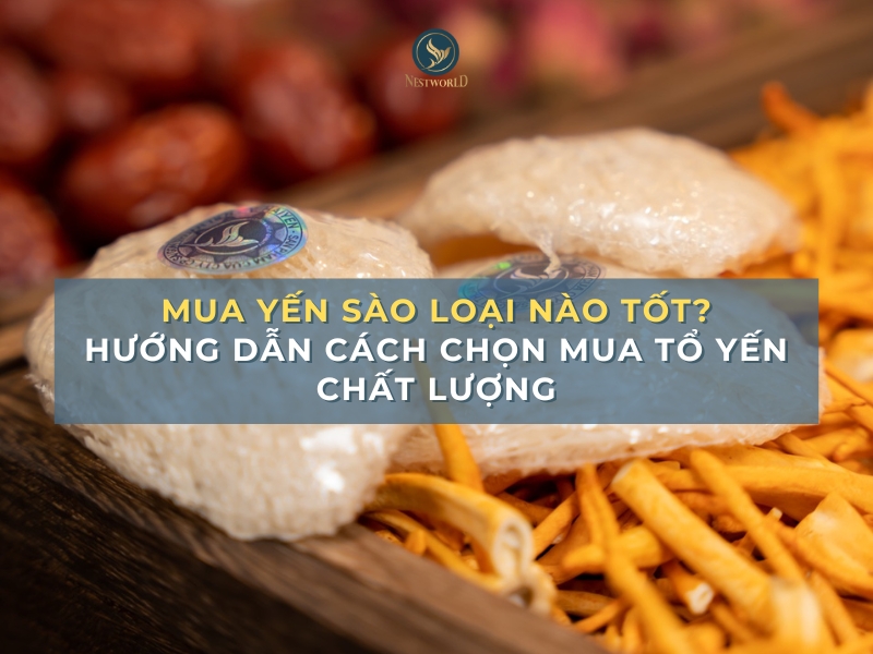 mua-yen-sao-loai-nao-tot