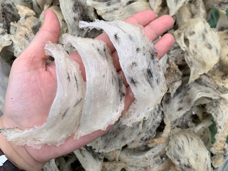 mua yến sào loại nào tốt