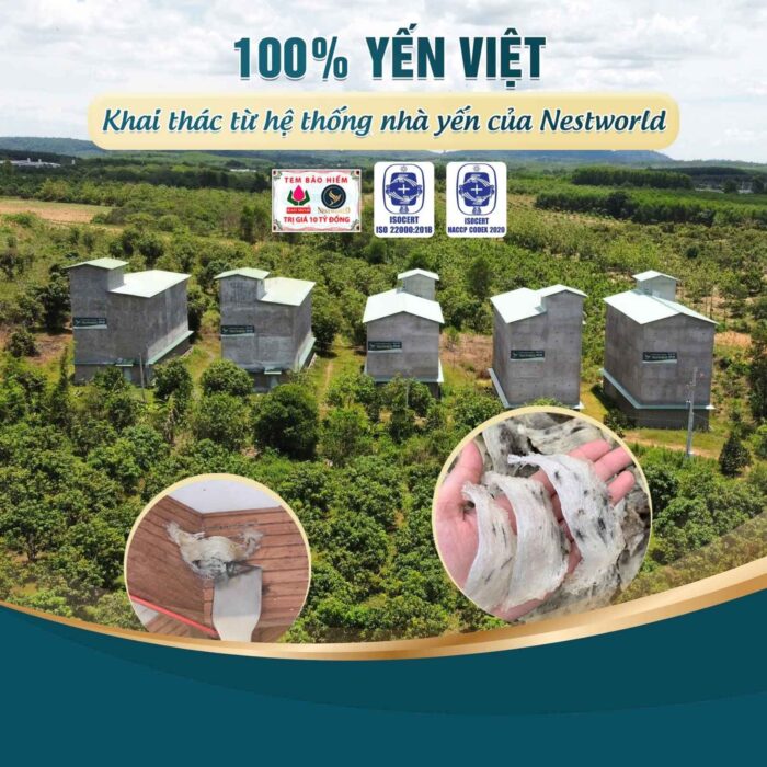 Tổ Yến Thô Nestori 50g - Ảnh 6