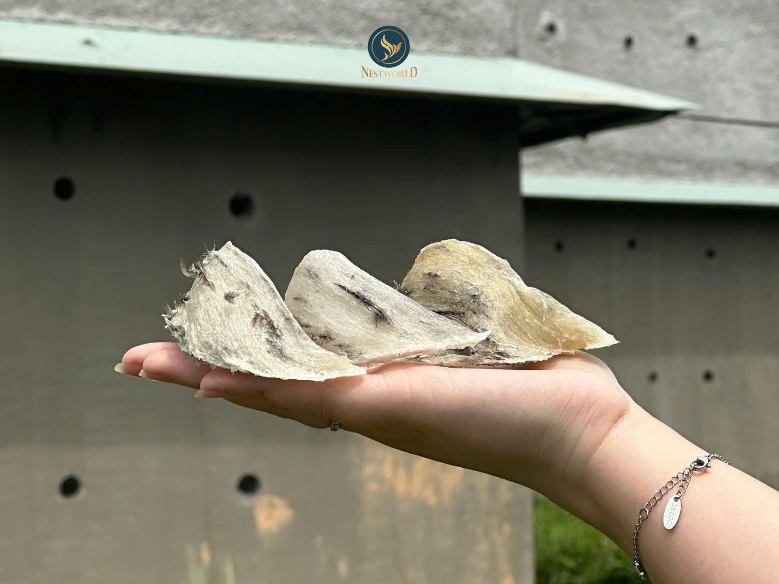 quà tặng yến sào